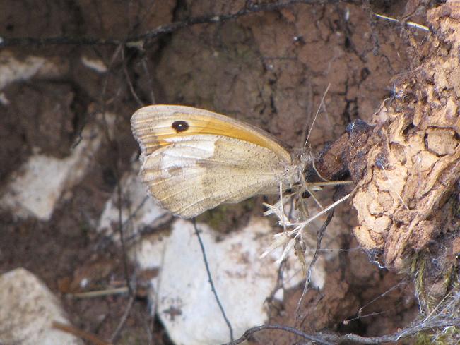 Farfalla da identificare - Maniola jurtina (femmina)